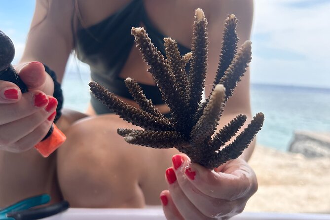 Reef Rehabilitation Course and Snorkeling - Key details to know before booking