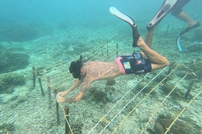 Reef Rehabilitation Course and Snorkeling - Learning what coral needs to survive