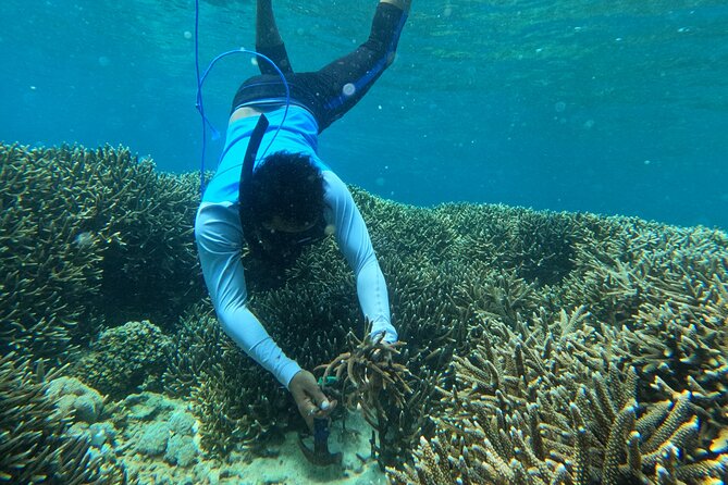 Reef Rehabilitation Course and Snorkeling - Seeing the coral nursery up close