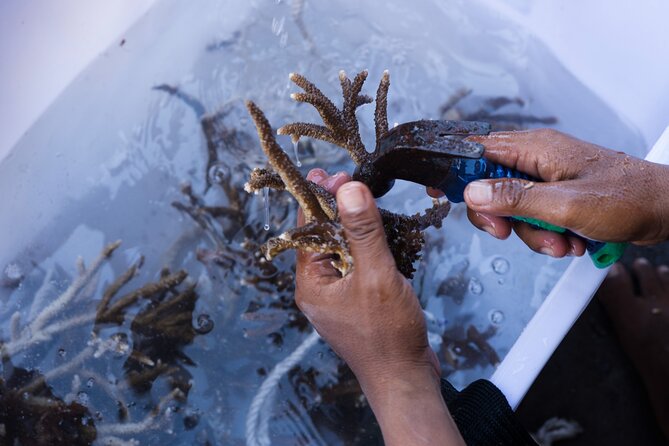 Reef Rehabilitation Course and Snorkeling - Planting 70 corals across four square meters