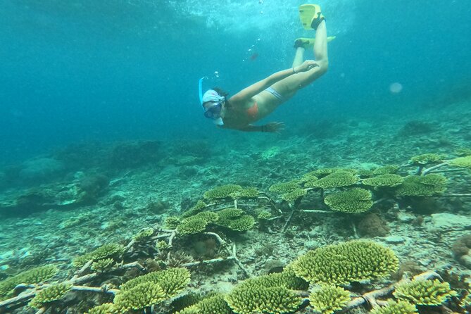 Reef Rehabilitation Course and Snorkeling - Saturday adds a school and community connection