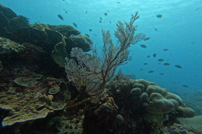 Reef Rehabilitation Course and Snorkeling - What the $62.61 price includes