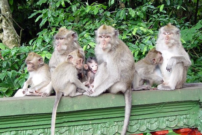 Royal Family Temple, Monkey Forest, and Tanah Lot Sunset Tour - Who will enjoy this tour most