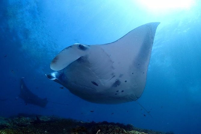 Scuba Diving in Nusa Penida - Manta Point - Manta Point and the search for giant rays
