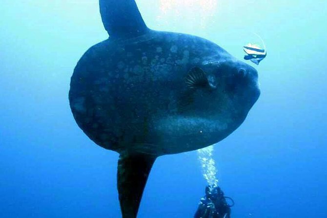 Scuba Diving in Nusa Penida - Manta Point - Crystal Bay, coral, and possible mola mola