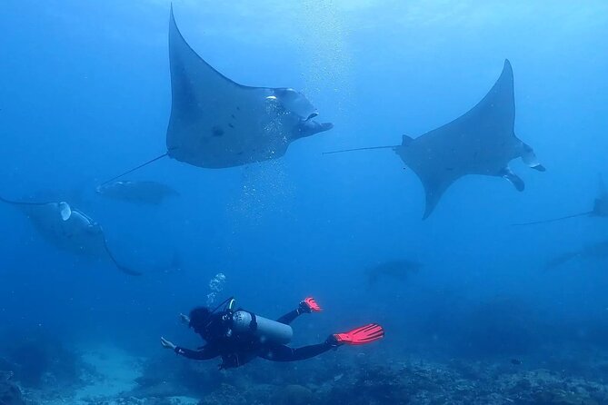 Scuba Diving In Nusa Penida - Key points to know before you book