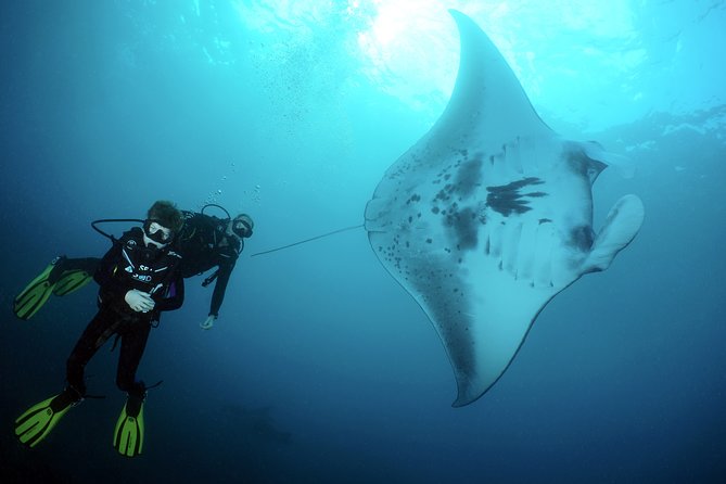 Scuba Diving Nusa Penida Manta Point 3 dives for certified divers - Why Nusa Penida is the main attraction