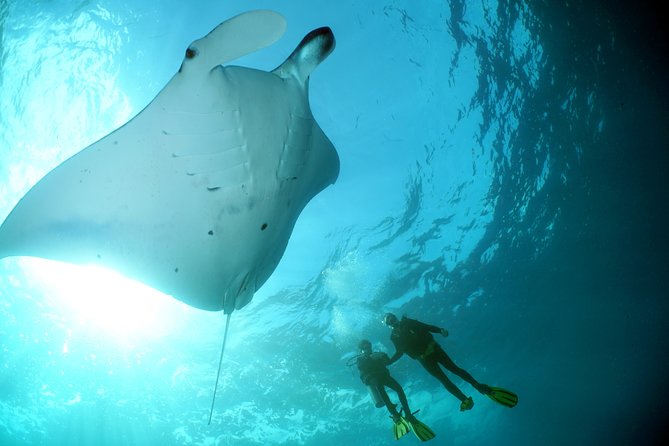 Scuba Diving Nusa Penida Manta Point 3 dives for certified divers - Manta Point and the first underwater session