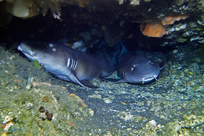 Scuba Diving Nusa Penida Manta Point 3 dives for certified divers - Crystal Bay, Lembongan, and the second site
