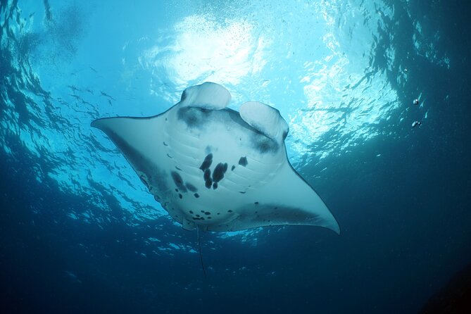 Scuba Diving Nusa Penida Manta Point 3 dives for certified divers - The three-session confusion needs attention
