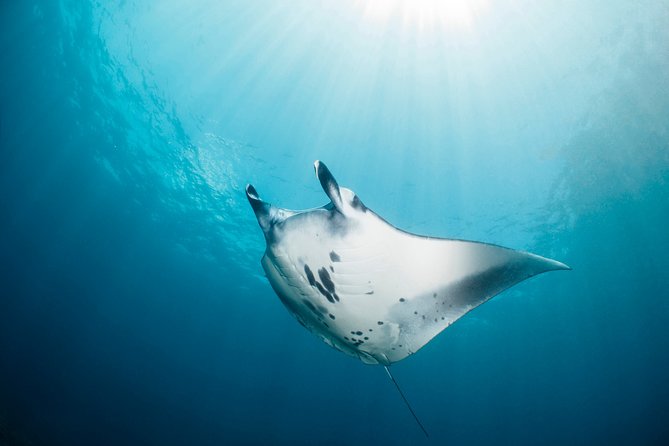 Scuba Diving Nusa Penida Manta Point 3 dives for certified divers - What the $233 price really buys
