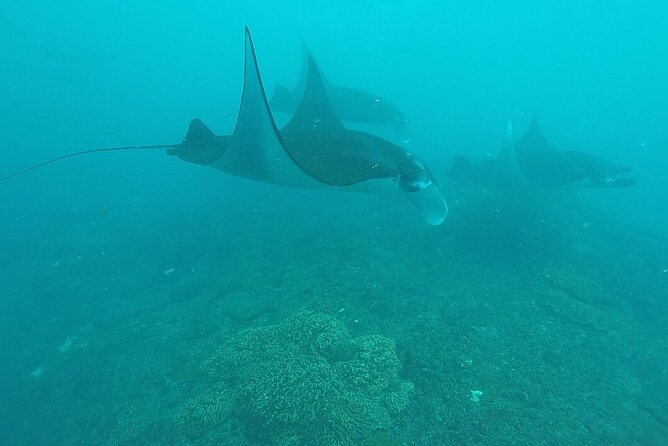Scuba Diving Nusa Penida Manta Point 3 dives for certified divers - Who will enjoy this most