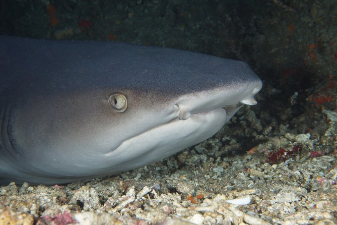 Scuba Diving Padangbai Shark Point 2 dives for certified divers - Key points to know before you book
