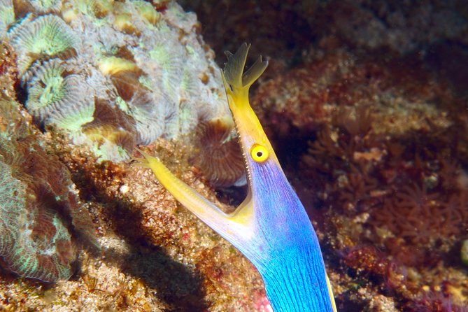 Scuba Diving Padangbai Shark Point 2 dives for certified divers - Why Padangbai makes a good base for two sessions