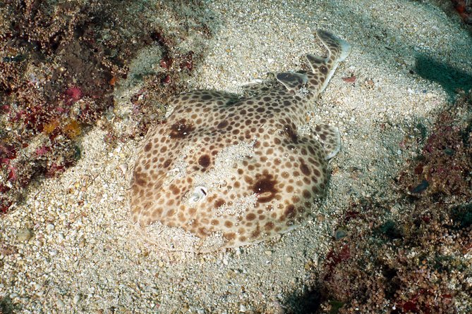 Scuba Diving Padangbai Shark Point 2 dives for certified divers - The boat, guides, and safety setup