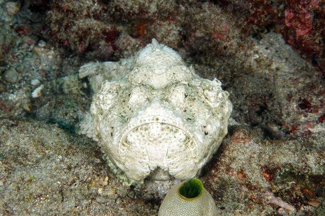 Scuba Diving Padangbai Shark Point 2 dives for certified divers - What is included, and the equipment-price question
