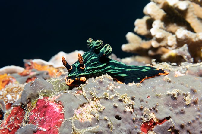 Scuba Diving Padangbai Shark Point 2 dives for certified divers - Who will enjoy this day most