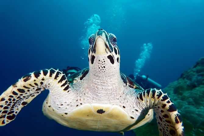 Scuba Diving Padangbai Shark Point 2 dives for certified divers - Blue Lagoon: a closer look at small creatures