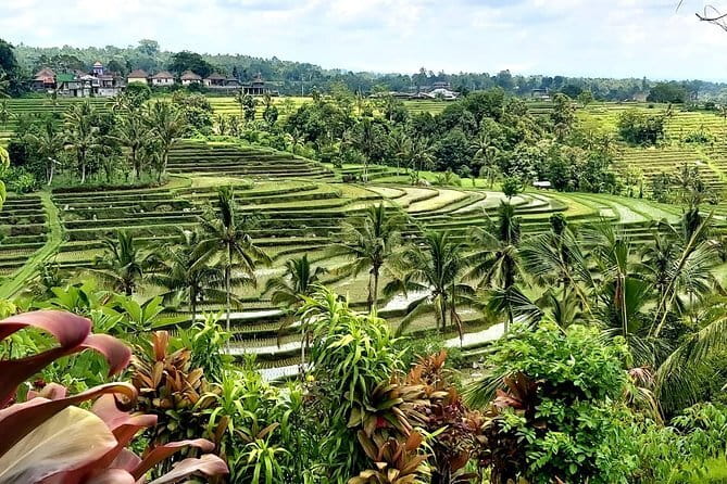 Shore Excursion Cruise Ship from Benoa and Celukan Bawang Port - Is $38.51 a good value?