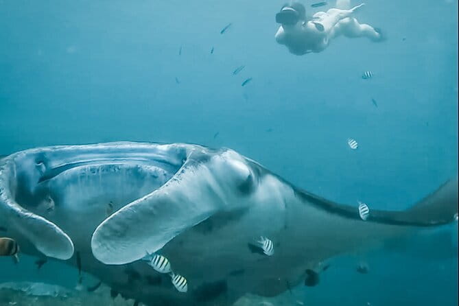 Snorkeling 3 Spots with GoPro & West Coast Tour Nusa Penida - Manta Bay and the reality of sea conditions