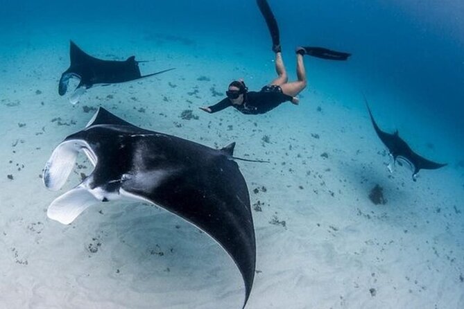 Snorkeling 4 Spot With Manta Bay Or Optional Land Trip - Key points before you book