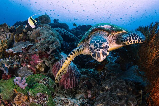 Snorkeling 4 Spot With Manta Bay Or Optional Land Trip - Four stops in two hours