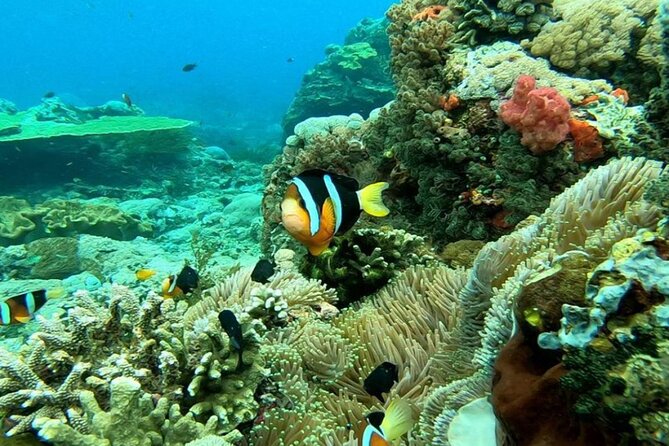 Snorkeling 4 Spot With Manta Bay Or Optional Land Trip - Is $14.14 good value?