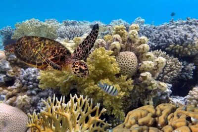 Snorkeling 4 Spots, Manta Rays, Tembeling Pool & Kelingking Beach