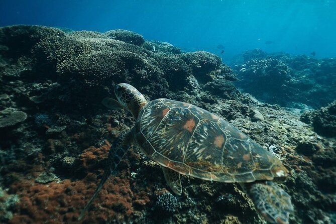 Snorkeling 4 Spots, Manta Rays, Tembeling Pool & Kelingking Beach - Guides, service, and the human side of the day