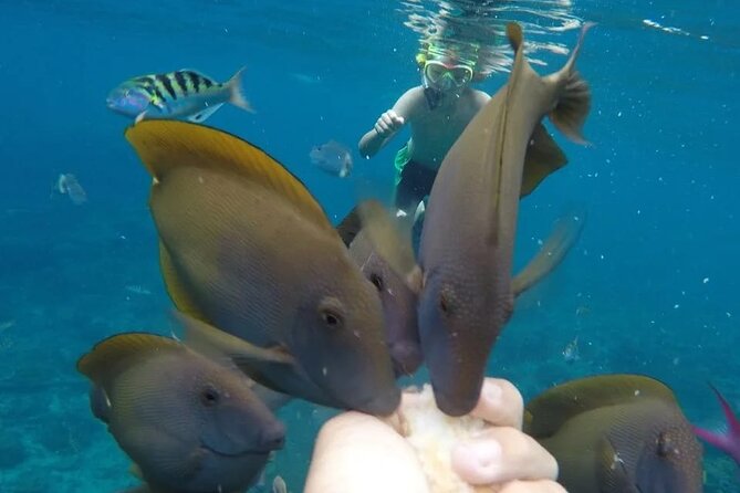 Snorkeling Adventure with East Nusa Penida Tour All Inclusive - Crystal Bay’s clear water and coral