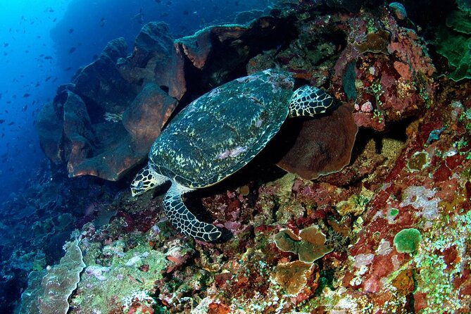 Snorkeling Adventure with East Nusa Penida Tour All Inclusive - The 6:30 a.m. start at Sanur Beach