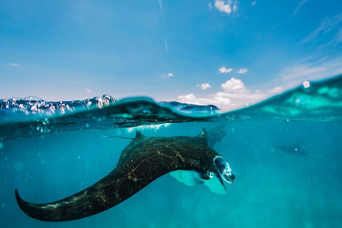 Snorkeling and Freediving Trip around Nusa Penida - What makes this Nusa Penida trip worth considering