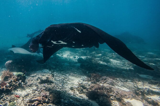Snorkeling and Freediving Trip around Nusa Penida - The gear, briefing, and sea conditions