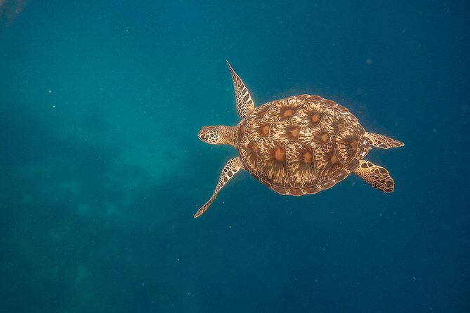 Snorkeling and Freediving Trip around Nusa Penida - SD Point and the final shallow drift