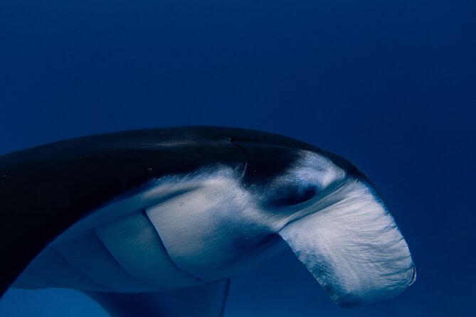 Snorkeling and Freediving Trip around Nusa Penida - Who will enjoy this most