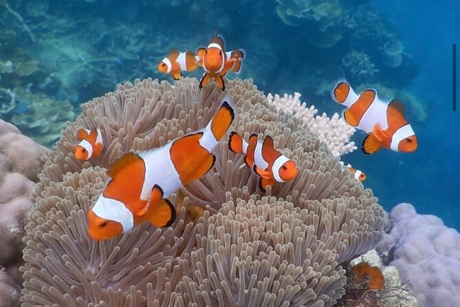 Snorkeling At Blue lagoon And Hidden waterfall - Who should book this experience