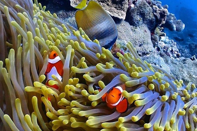 Snorkeling At Blue lagoon And Hidden waterfall - Practical advice before you go