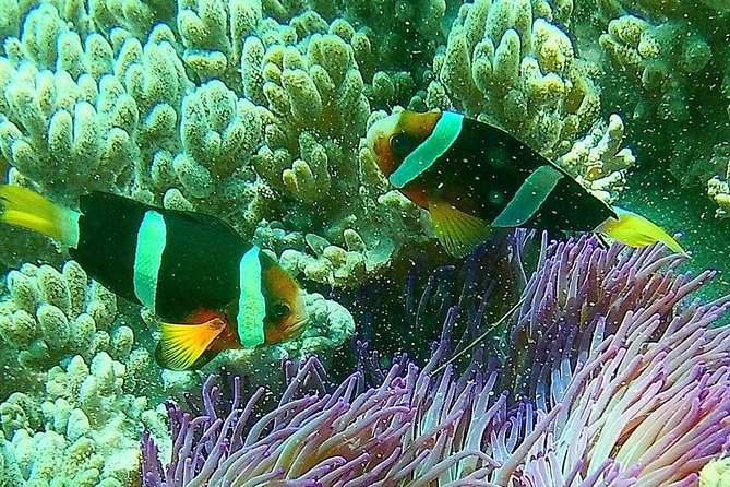 Snorkeling at Blue Lagoon Bali with Lunch and Transport - Is $52.99 a fair price?