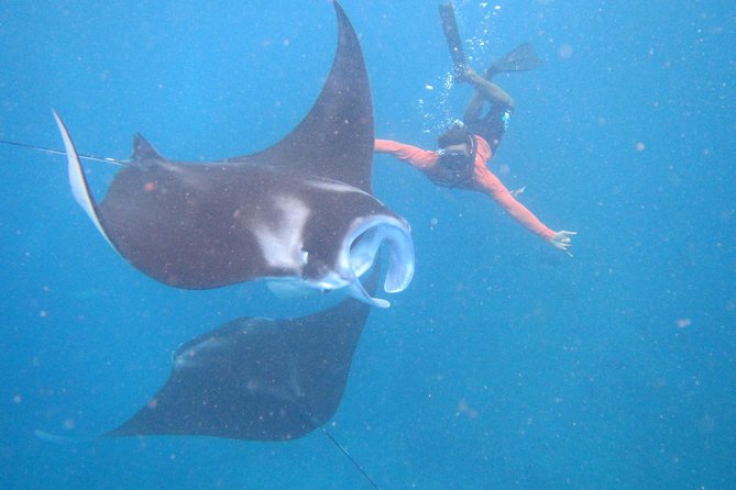 Snorkeling Day Trip To Lembongan and Penida - Key points to know before you book