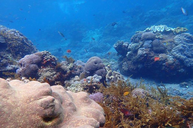 Snorkeling Day Trip To Lembongan and Penida - Group size, timing, and comfort