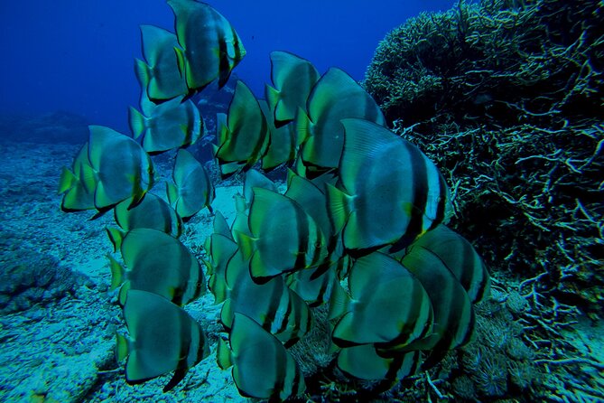 Snorkeling Day Trip to Nusa Lembongan and Nusa Penida - Kayaking or an Extra Look at Lembongan