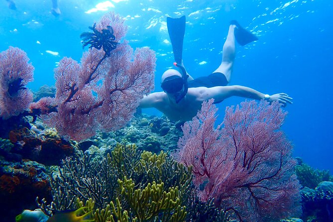 Snorkeling in Menjangan Island with Pickup and Lunch - Key Points Before You Book