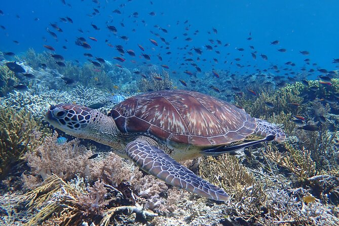 Snorkeling in Menjangan Island with Pickup and Lunch - Why Menjangan Island Makes a Strong Snorkeling Choice