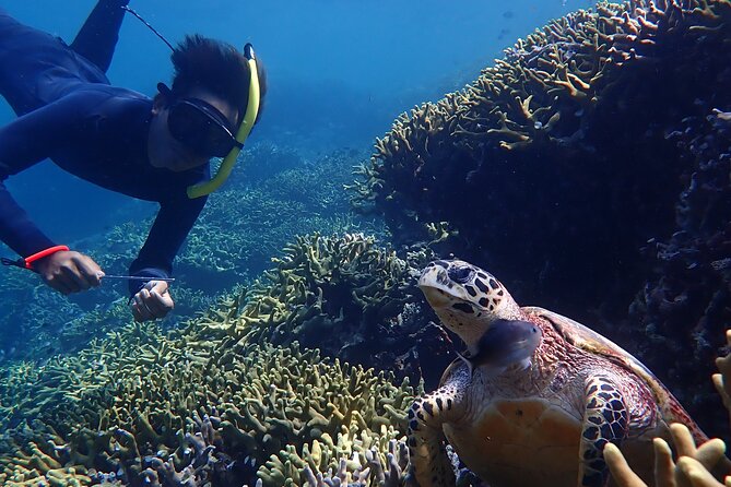 Snorkeling in Menjangan Island with Pickup and Lunch - Beach Lunch, a Walk, and Wild Deer