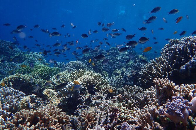 Snorkeling in Menjangan Island with Pickup and Lunch - Second Snorkeling Stop and the Ride Back