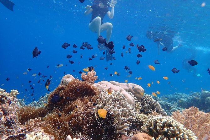 Snorkeling in Menjangan Island with Pickup and Lunch - What the $39.73 Price Really Includes
