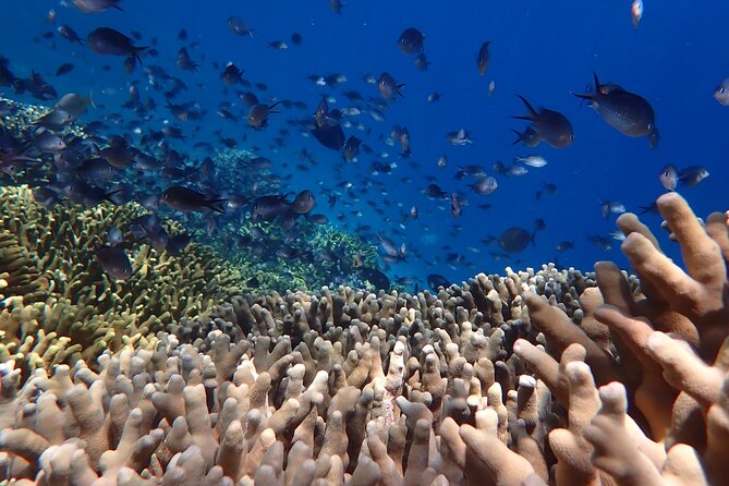 Snorkeling in Menjangan Island with Pickup and Lunch - Who Will Enjoy This Menjangan Trip Most