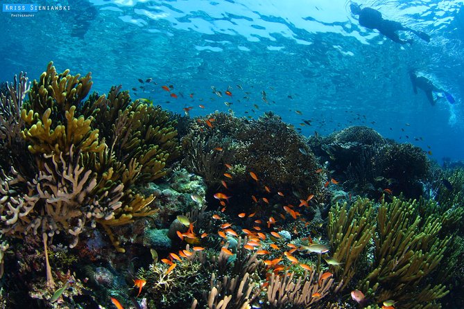 Snorkeling in Menjangan Marine Park - Discover abundant marine life of Pemuteran - What makes this Menjangan trip worth considering