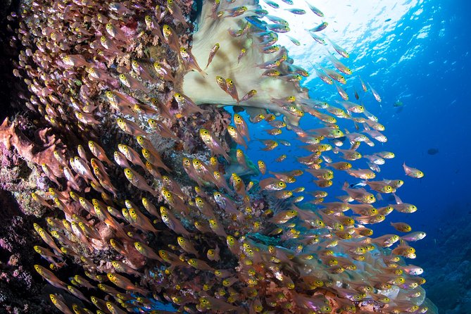 Snorkeling in Menjangan Marine Park - Discover abundant marine life of Pemuteran - Coral, fish, and possible sea turtles