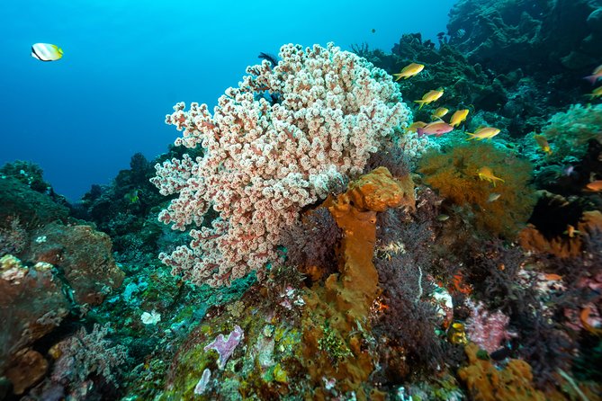 Snorkeling in Menjangan Marine Park - Discover abundant marine life of Pemuteran - A limestone temple and Menjangan’s deer